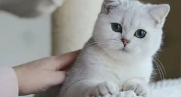 Истински английски господа: запознайте се с британските котки с chinchillas